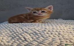Mixed Breed cats for sale: Beautiful fluffy kittens available to reserve!  - Image 4