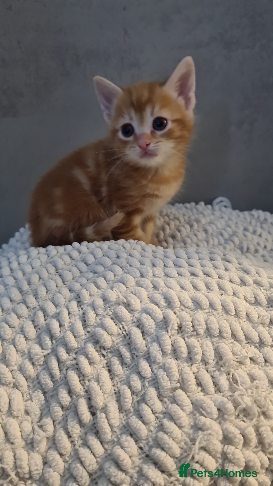 Mixed Breed cats for sale: Beautiful fluffy kittens available to reserve!  - Image 4