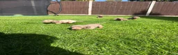 Miniature Dachshund dogs for sale: Miniature dachshund puppies! in Cranleigh - Advert 12