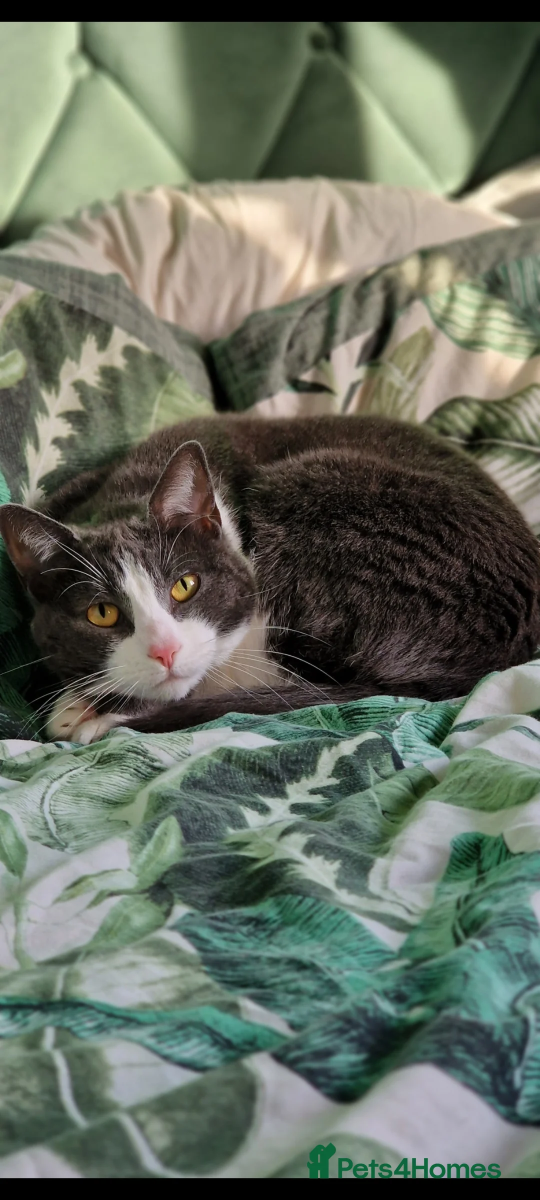 Mixed Breed cats for sale: Juno 7 years old - Advert 12