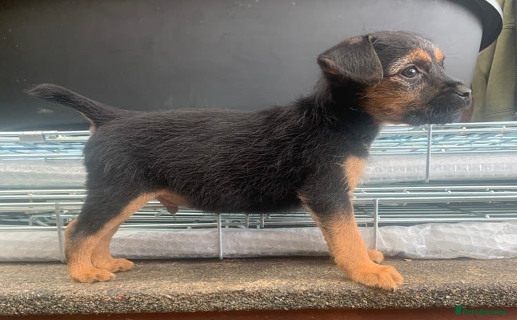 Patterdale Terrier dogs - Advert 1