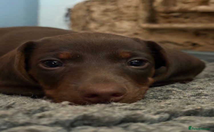 Miniature Dachshund dogs - Advert 4