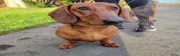 Dachshund dogs for sale: STANDARD DACHSHUND BOY kc registered  - Advert 2