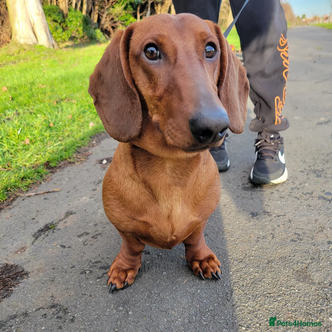 Dachshund dogs for sale: STANDARD DACHSHUND BOY kc registered  - Advert 2