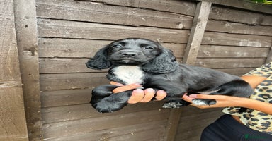 Cocker Spaniel dogs - Advert 11