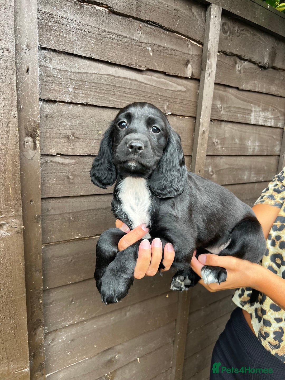 Cocker Spaniel dogs for sale: Cocker spaniel female puppies  - Image 3