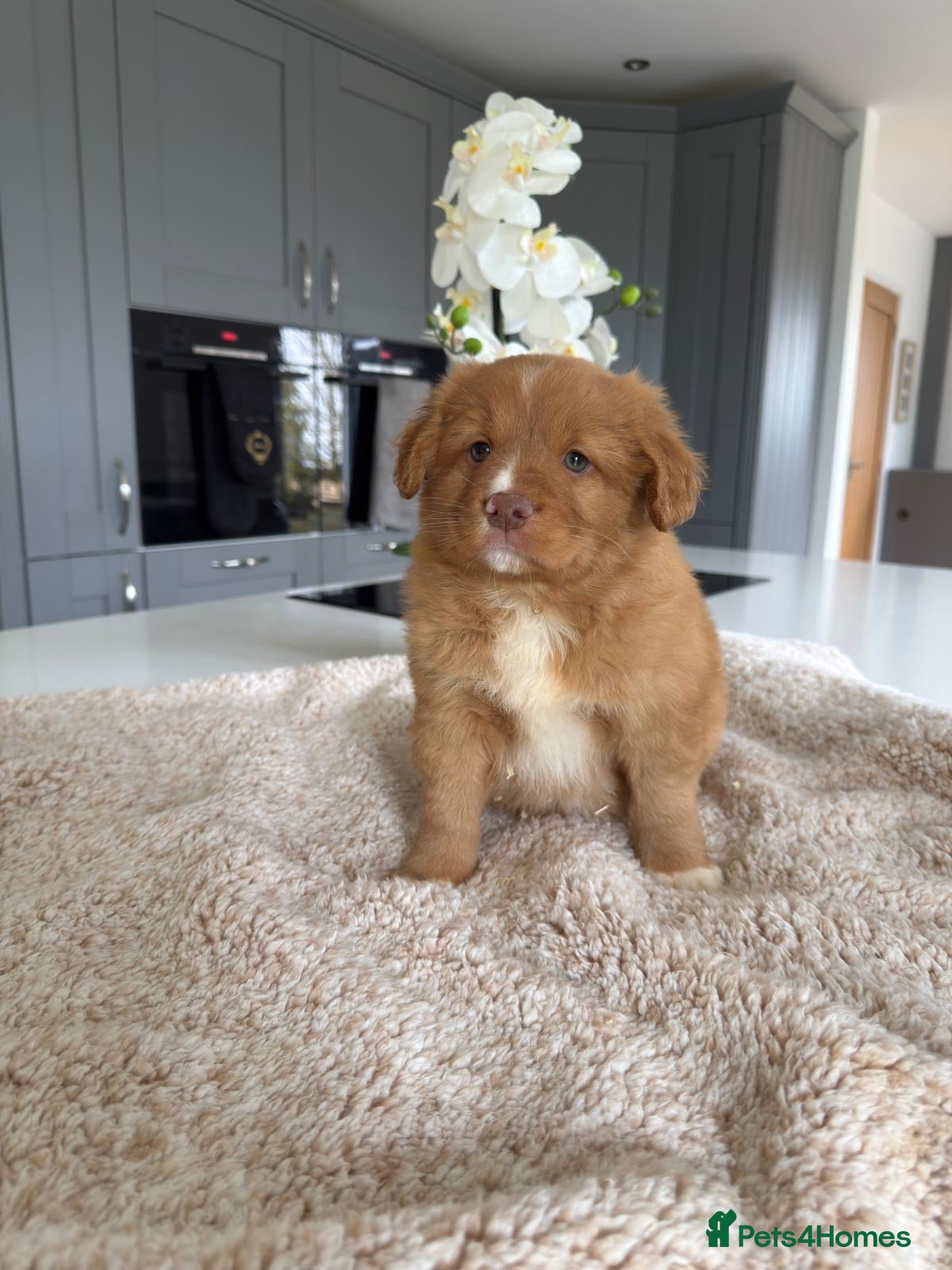 Nova Scotia Duck Tolling Retriever dogs Beautiful kc reg Nova Scotia puppies  - Advert 1