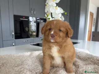 Nova Scotia Duck Tolling Retriever dogs Beautiful kc reg Nova Scotia puppies - Advert 2