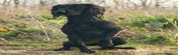 Cocker Spaniel dogs for sale: chocolate working cocker spaniel puppies  - Advert 12