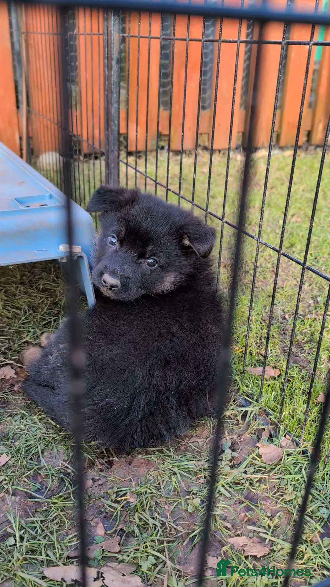 German Shepherd dogs for sale: Adorable Czech Shepherd Boys - Advert 2