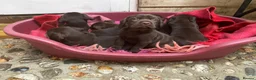 Mixed Breed dogs for sale: BEAUTIFUL LABRADOR X GWP X VIZSLA PUPPIES FOR SALE - Advert 16