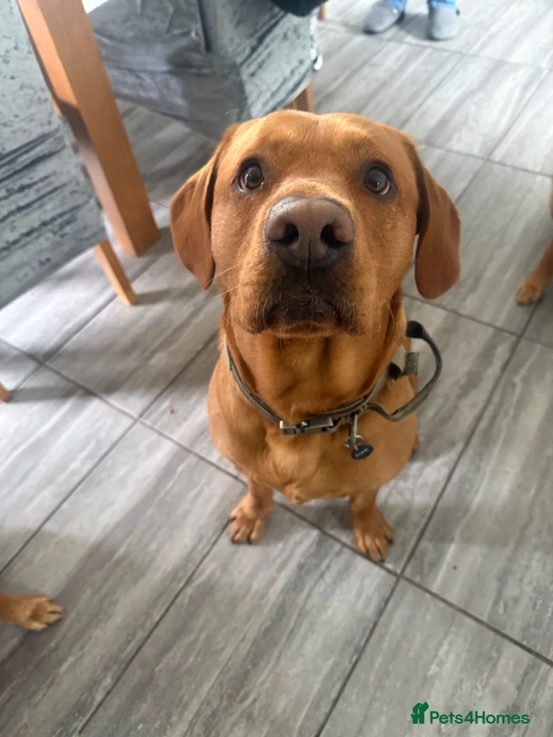 Labrador Retriever dogs for stud: Fox red Labrador available for stud  in Skelmersdale - Advert 2