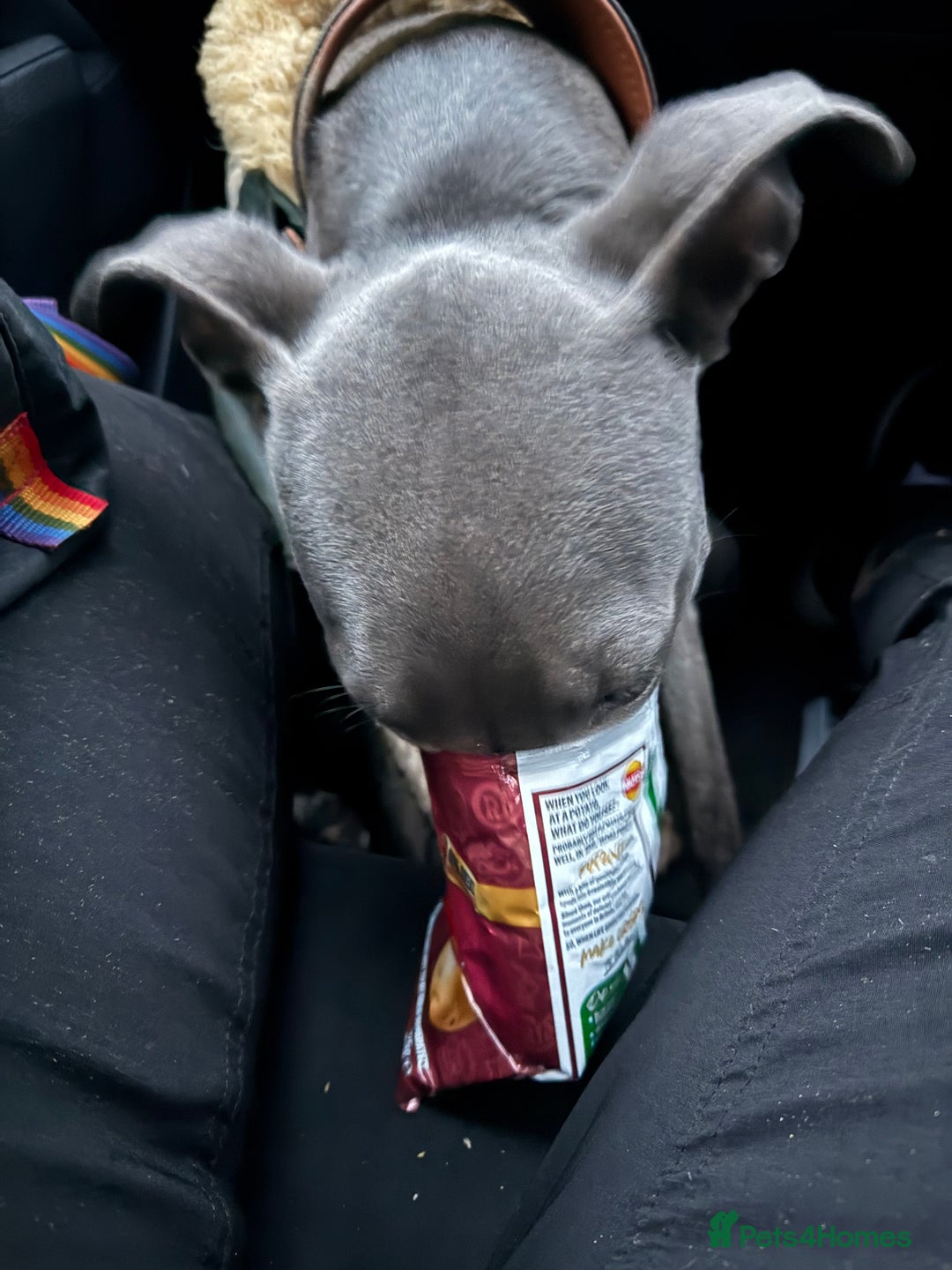 Mixed Breed dogs for sale: Beautiful Whippet Cross in need of new home- Free - Advert 4