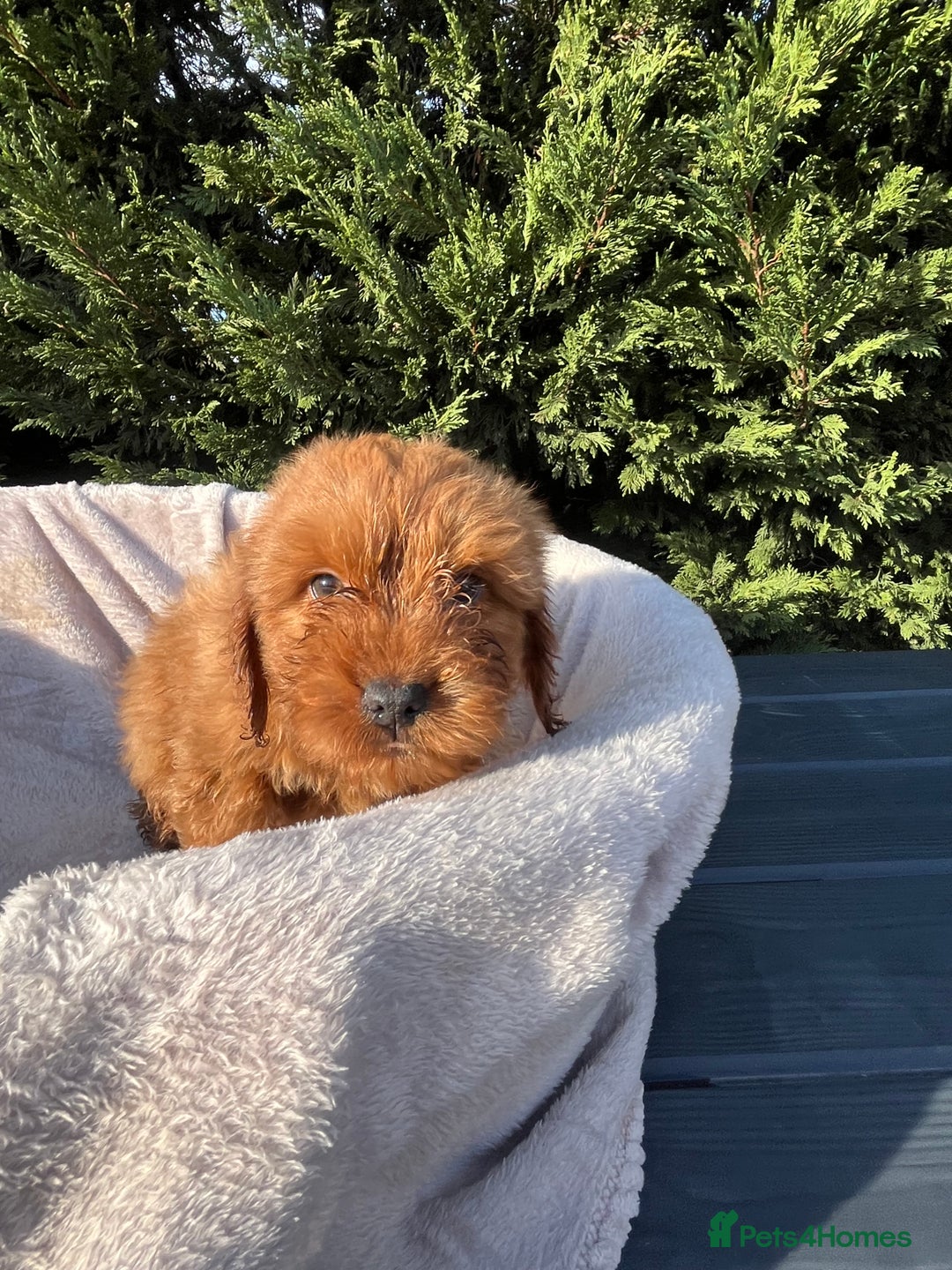 Cockapoo dogs for sale: Five beautiful cockapoos  - Advert 2