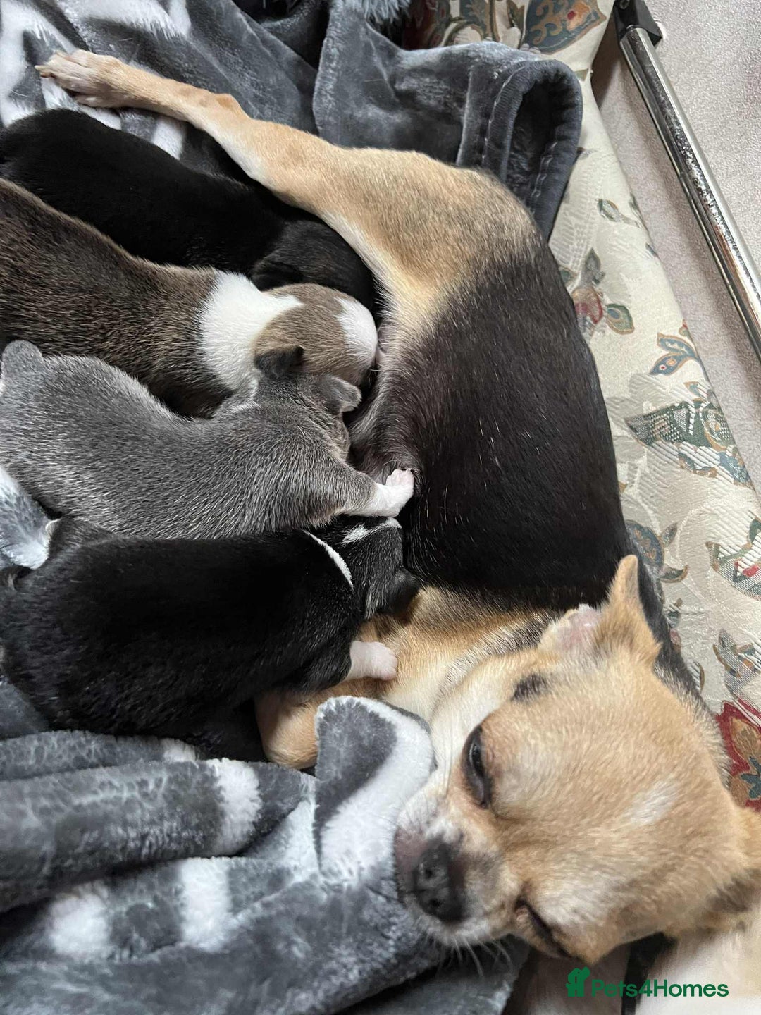 Chihuahua dogs for sale: short haired chihuahua  - Image 1