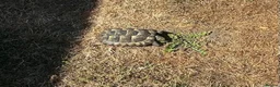 Tortoise reptiles for sale: 6 x spur thighed  1 x migrated - Advert 9