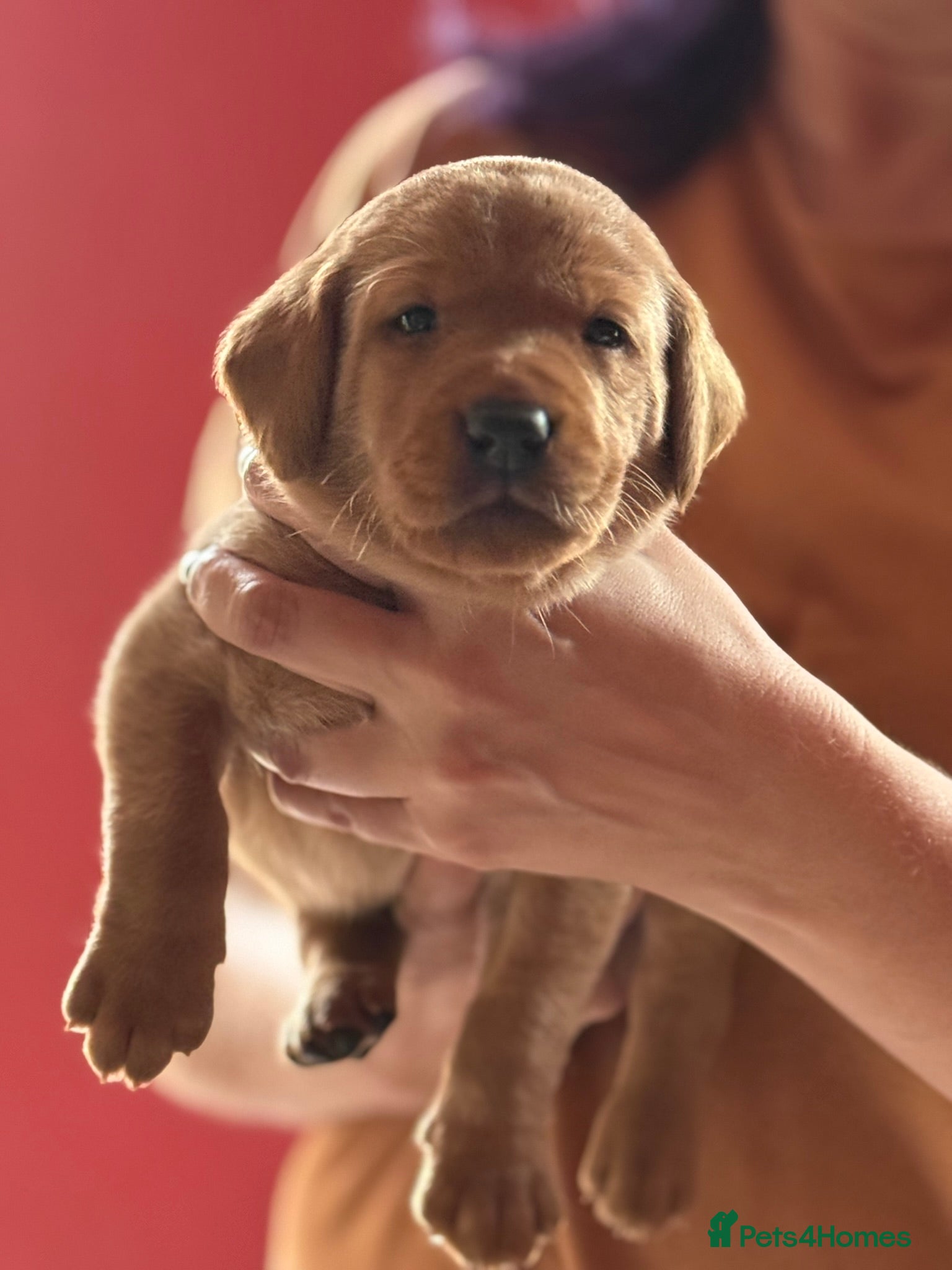 Labrador Retriever dogs KC registered Working Line Fox Red Labradors - Advert 2