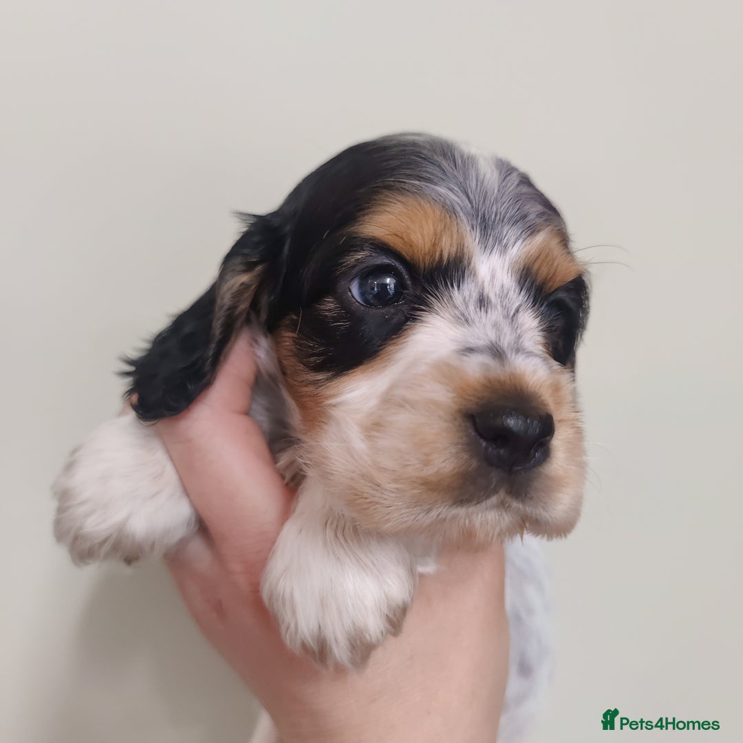 Cocker Spaniel dogs for sale: KC Show type Cocker Spaniels  in Driffield - Image 2
