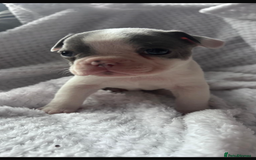 French Bulldog dogs for sale: French bulldog pups 3 females 2 males  - Image 6