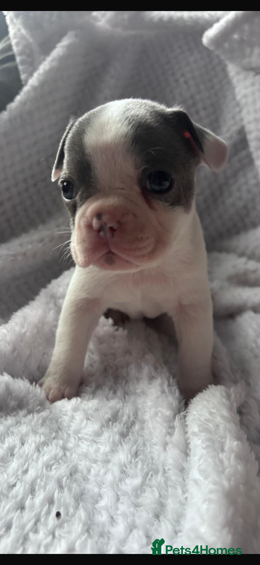 French Bulldog dogs for sale: French bulldog pups 3 females 2 males  - Image 6