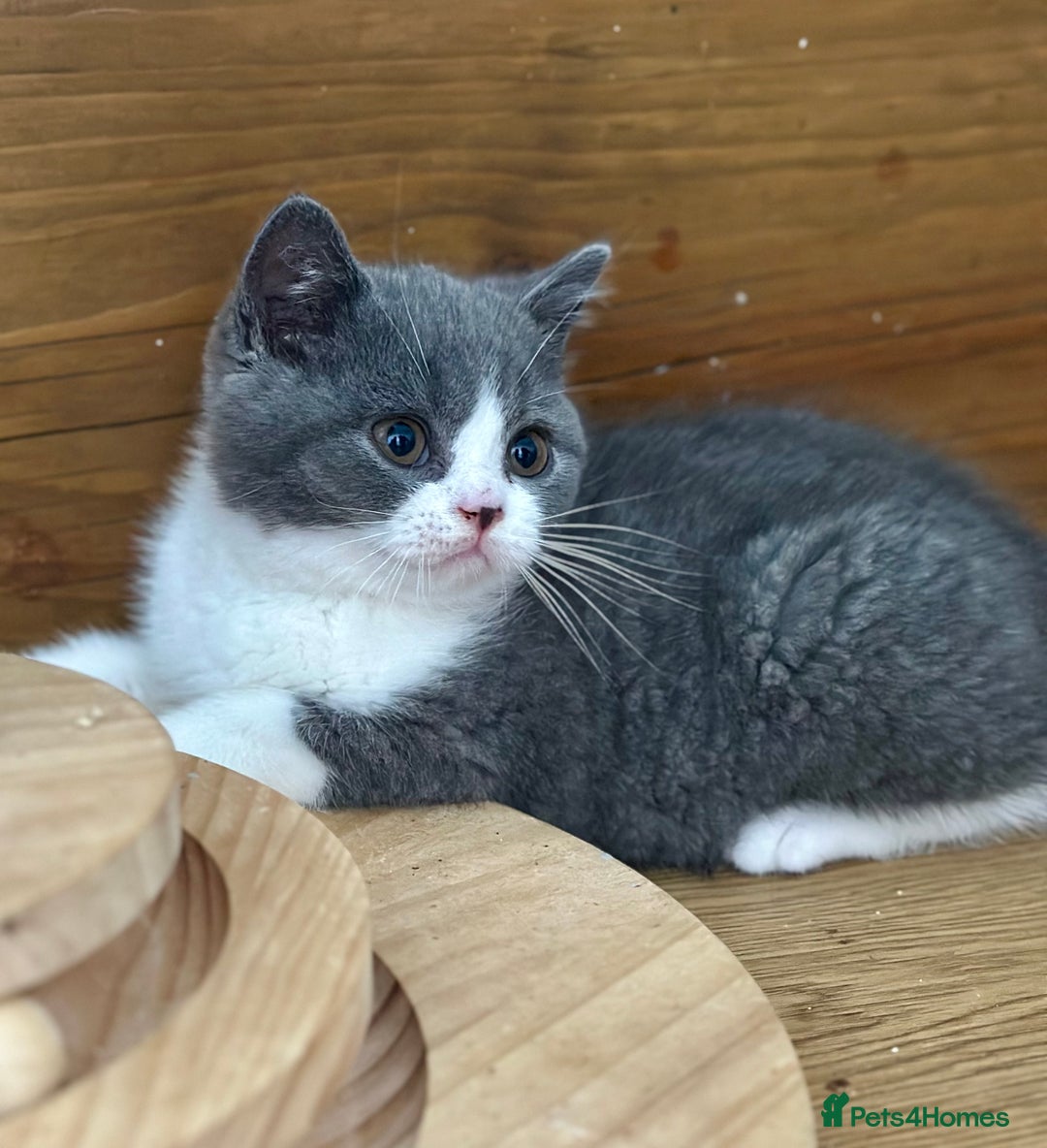 British Shorthair cats for sale: Pedigree British Shorthair Kittens - Image 32