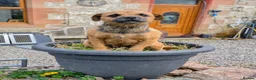 Mixed Breed dogs for sale: Maggie - Border X Bedlington Terrier - Advert 3