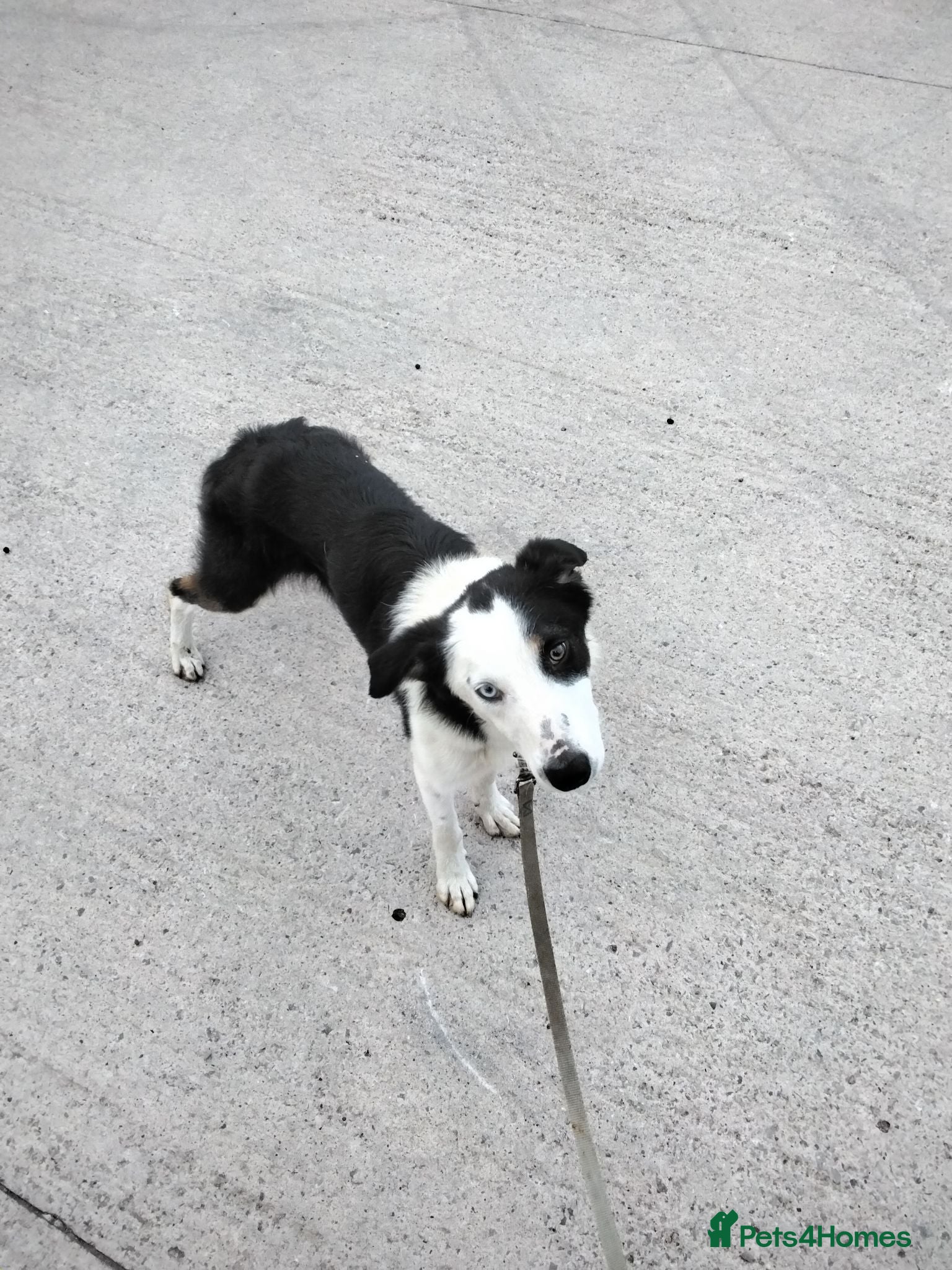 Border Collie dogs Border collie  - Advert 1