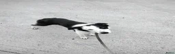 Border Collie dogs for sale: Border collie  - Advert 1