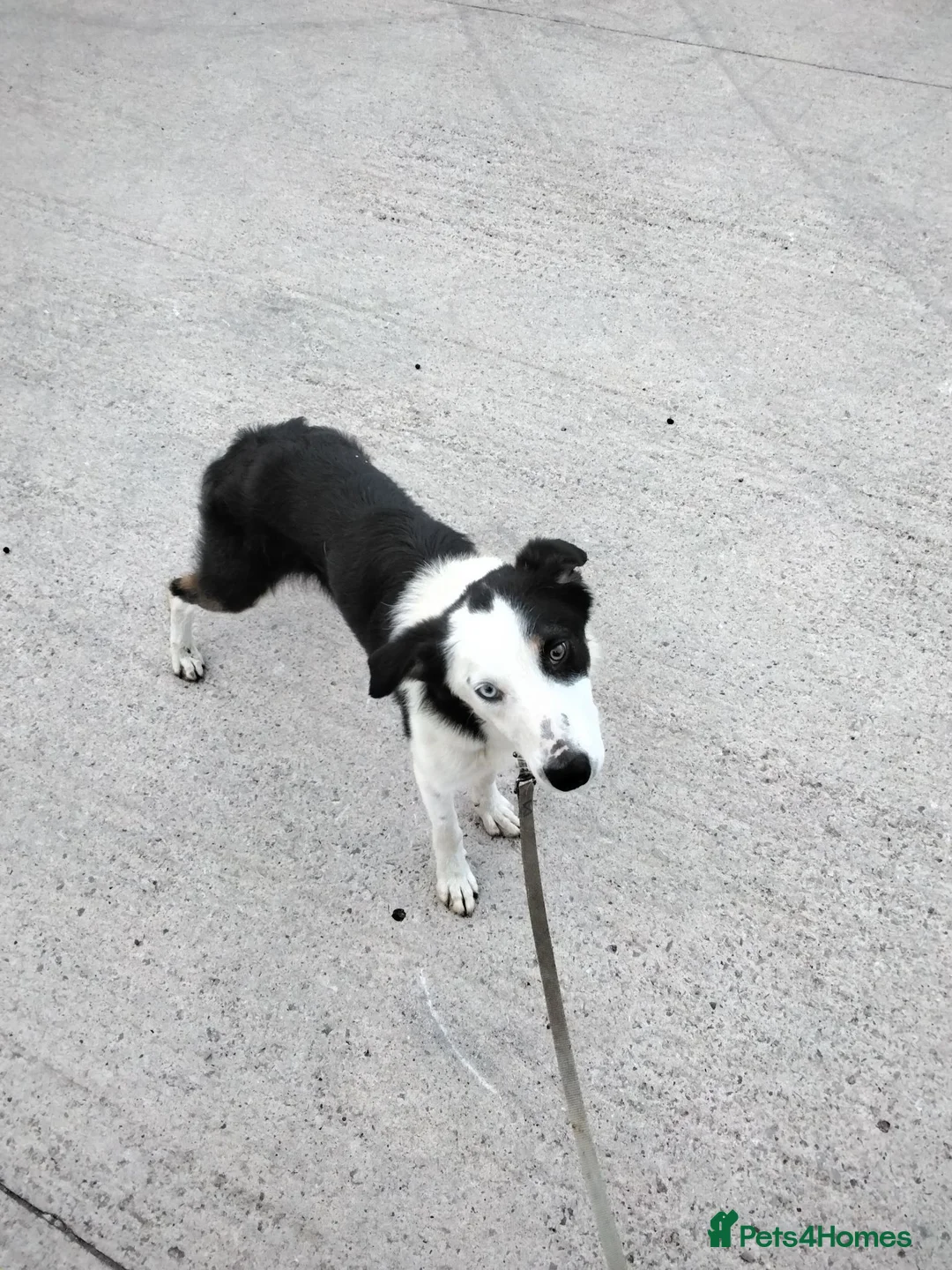 Border Collie dogs for sale: Border collie  - Advert 1