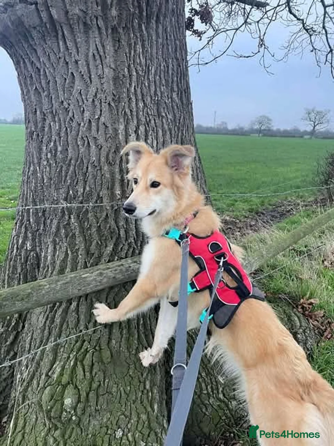 Mixed Breed dogs for adoption: Meet Mable, currently residing in Cheshire  in Nantwich - Advert 11