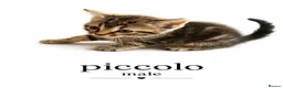 Mixed Breed cats for sale: Mix Bengal kittens - Advert 10