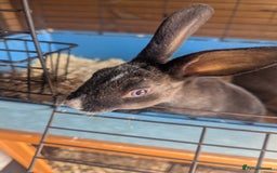 Rex rabbits for sale: Mini rex  - Image 5