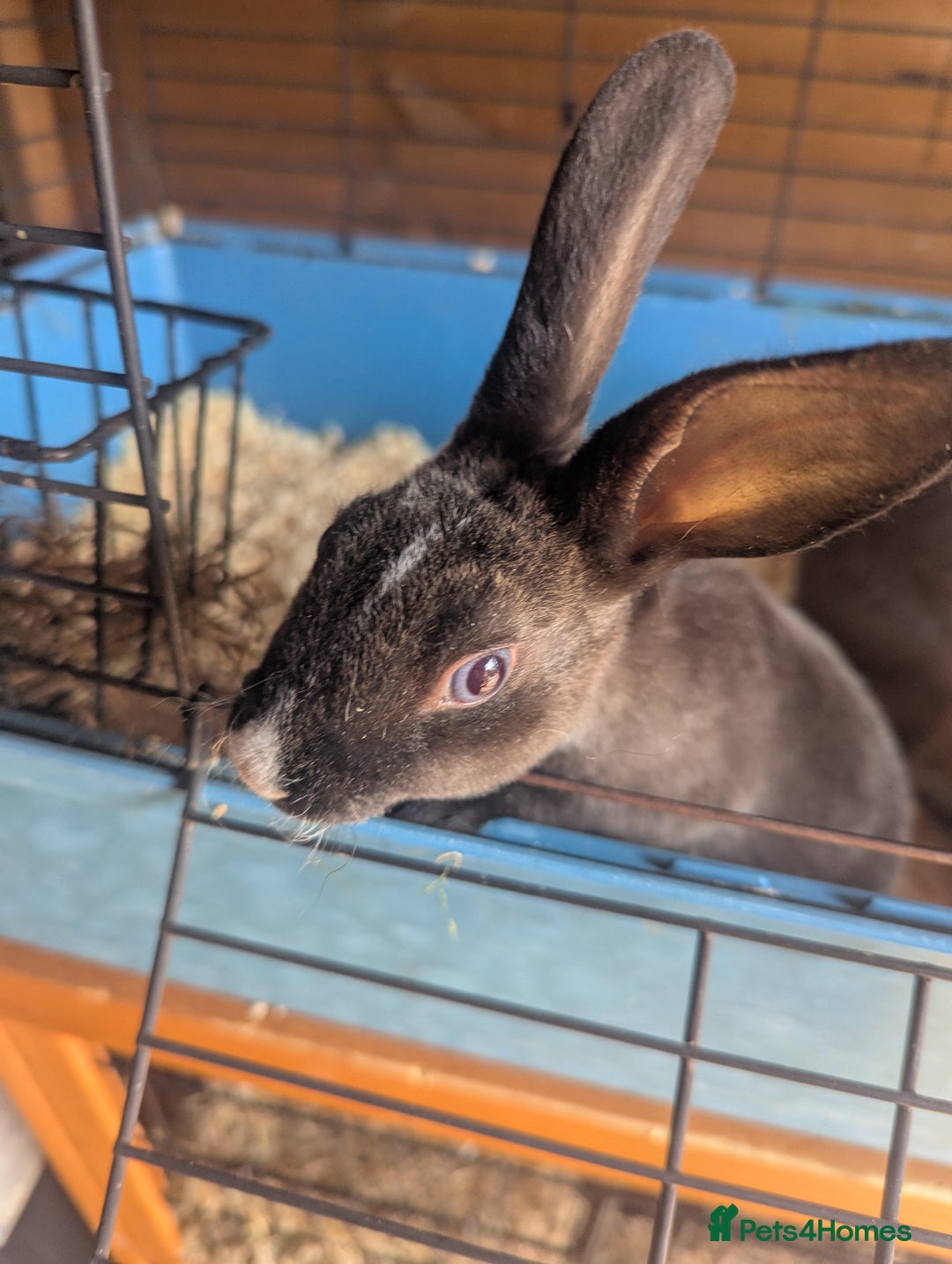Rex rabbits for sale: Mini rex  - Image 5