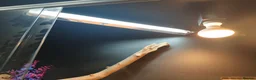 Bearded Dragon reptiles for sale: Bearded dragon+ set up in Saint Helens - Advert 6
