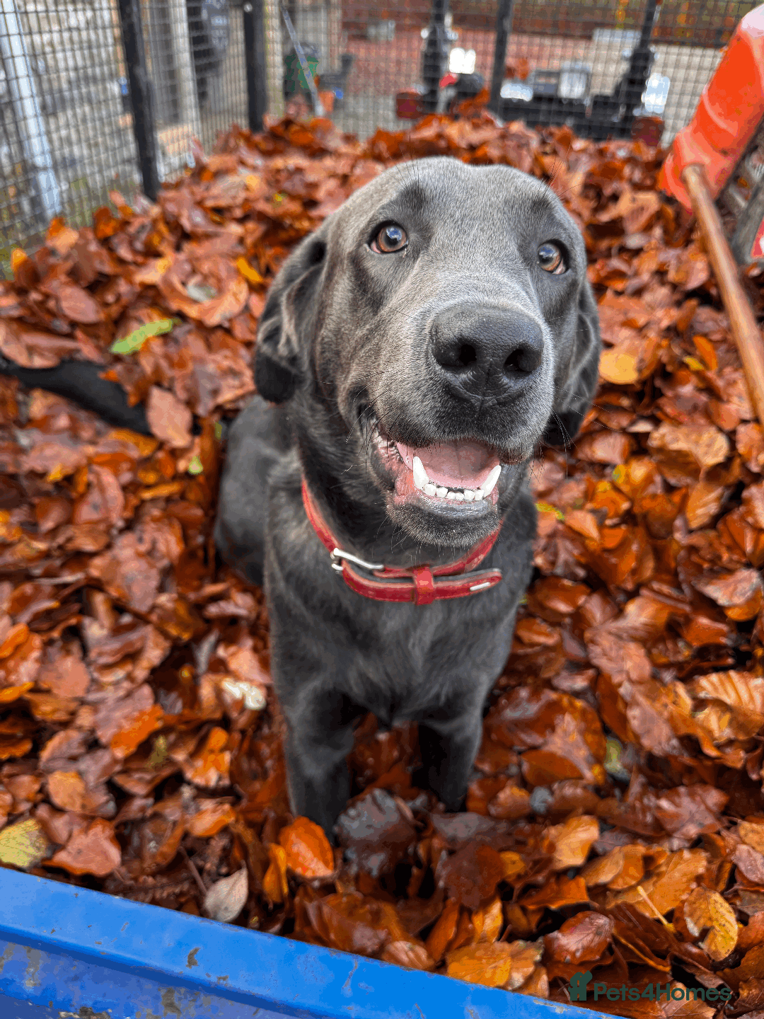 Labrador Retriever dogs for sale: Charcoal & Silver Labrador Puppies - Advert 3