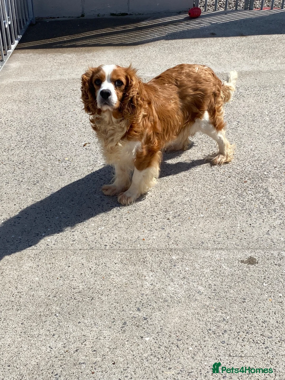 Cavapoo dogs for sale: F1 Cavapoo puppies  - Advert 2