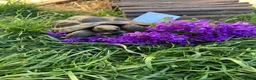 Tortoise reptiles for sale: Spur thigh  in Clacton-on-Sea - Advert 2
