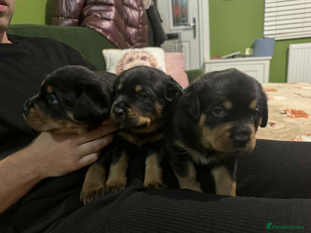 Rottweiler dogs for sale: Beautiful Rottweiler puppies  - Image 8