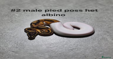 Python Snake reptiles - Advert 3