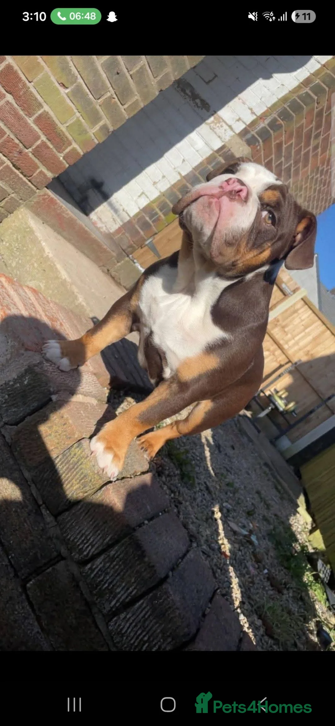 English Bulldog dogs for stud: Bulldog for stud in Manchester - Advert 7