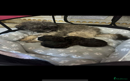 Shihpoo dogs for sale: F1b shihpoo - Advert 2