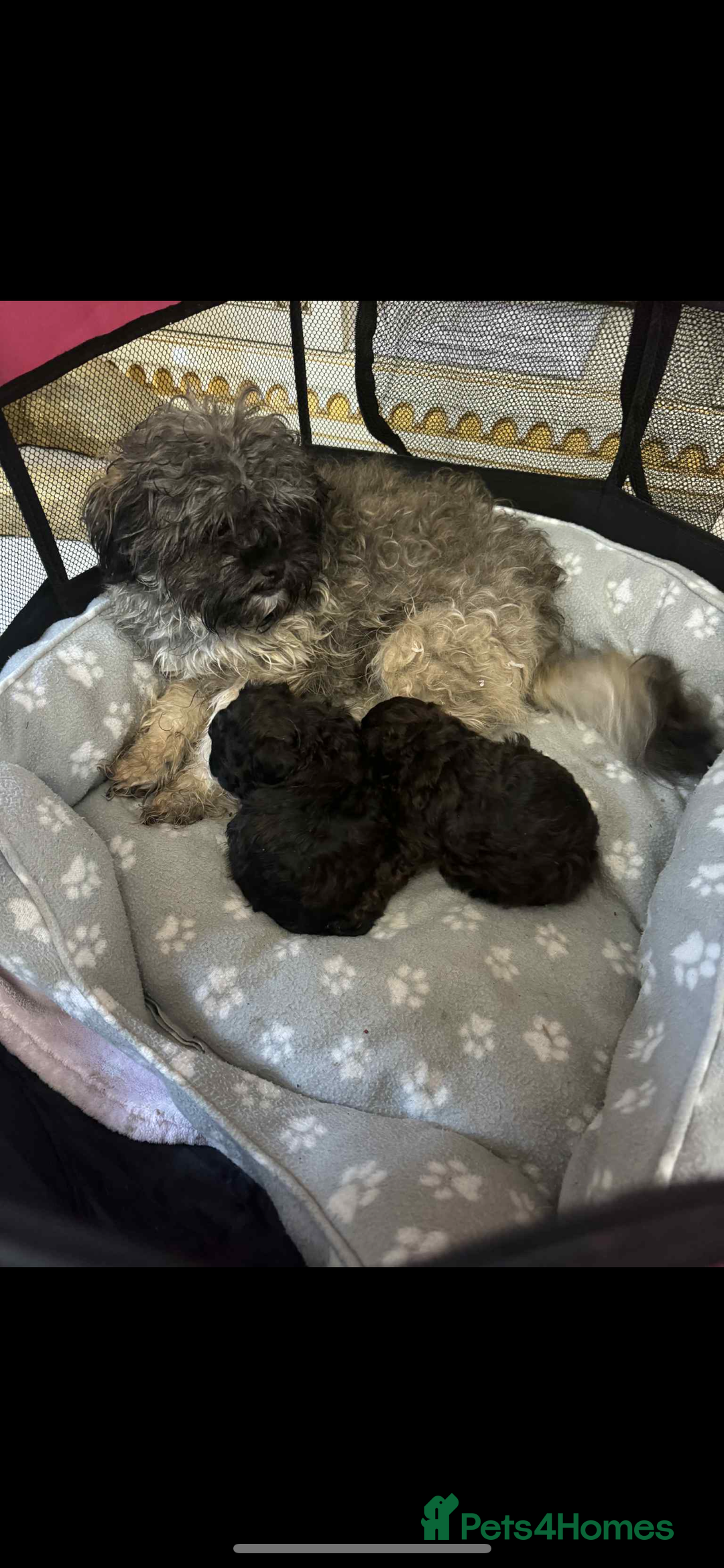 Shihpoo dogs for sale: F1b shihpoo - Advert 2