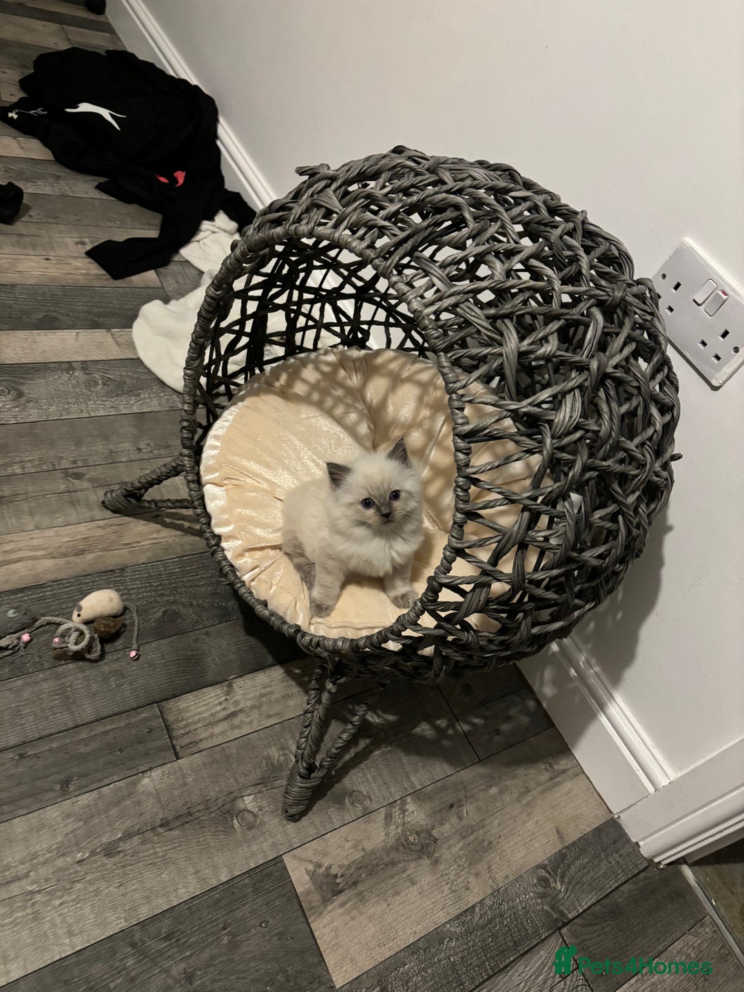 Ragdoll cats for sale: READY TO LEAVE Purebred ragdolls - Image 27