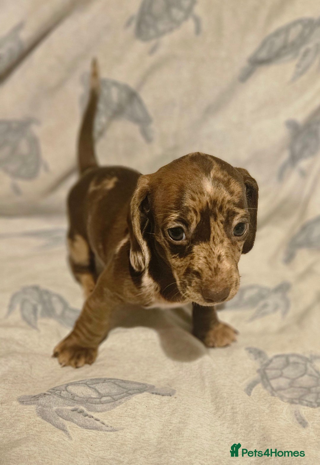 Miniature Dachshund dogs for sale: Adorable miniature dachshund girls - Advert 1