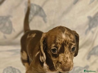 Miniature Dachshund dogs Adorable miniature dachshund girls - Advert 1