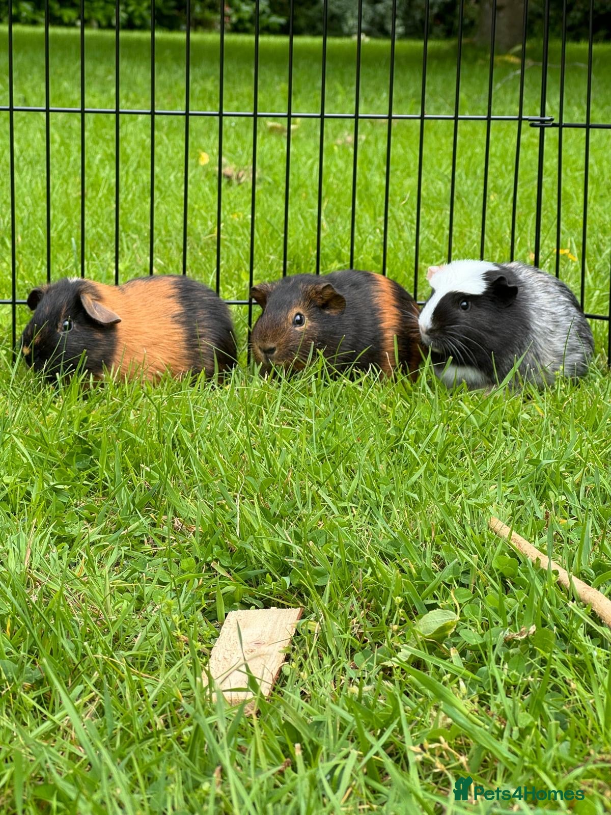 Guinea Pig rodents 4 Male Guinea Pigs ~ 1 Year Old - Advert 1