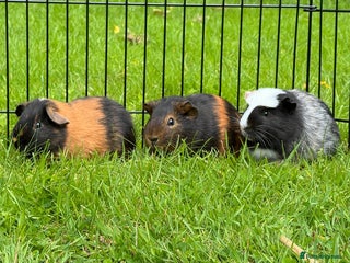 Guinea Pig rodents 4 Male Guinea Pigs ~ 1 Year Old - Advert 1