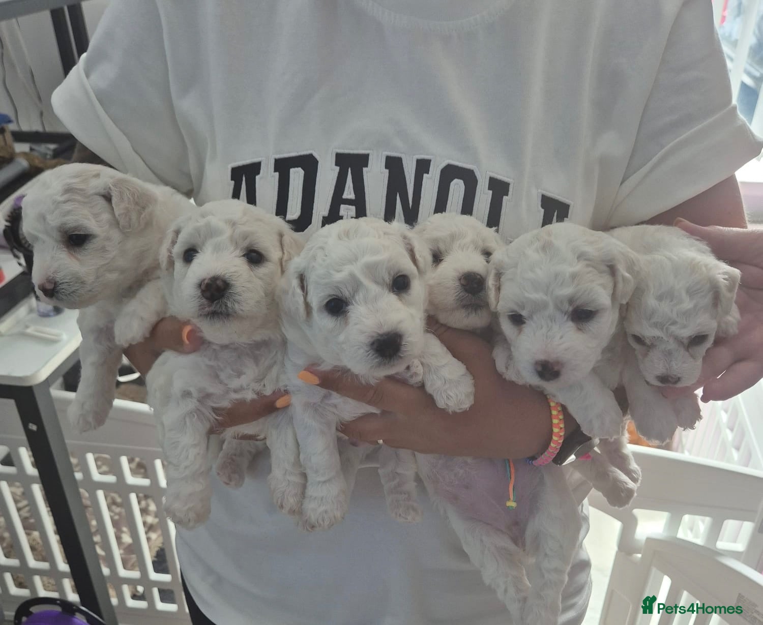 Bichon Frise dogs Full Breed Bichon Frise 2Male & 4Female - Advert 1
