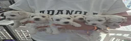 Bichon Frise dogs for sale: Full Breed Bichon Frise 2Male & 4Female in Runcorn - Advert 1