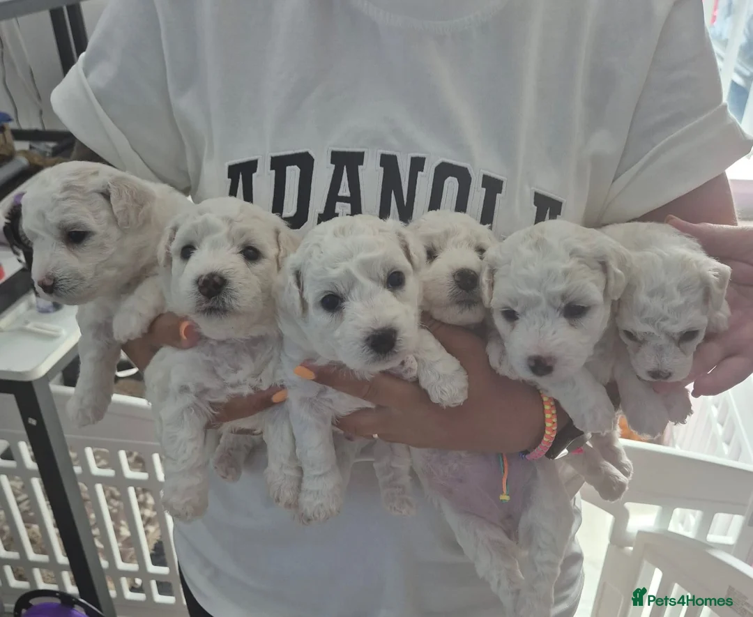 Bichon Frise dogs for sale: Full Breed Bichon Frise 2Male & 4Female in Runcorn - Advert 1